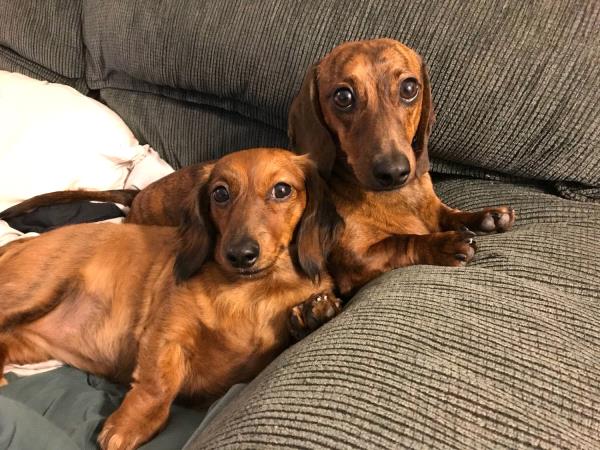 /Images/uploads/Humane Rescue Alliance/HRACalendarPhotoContest/entries/8563thumb.jpg